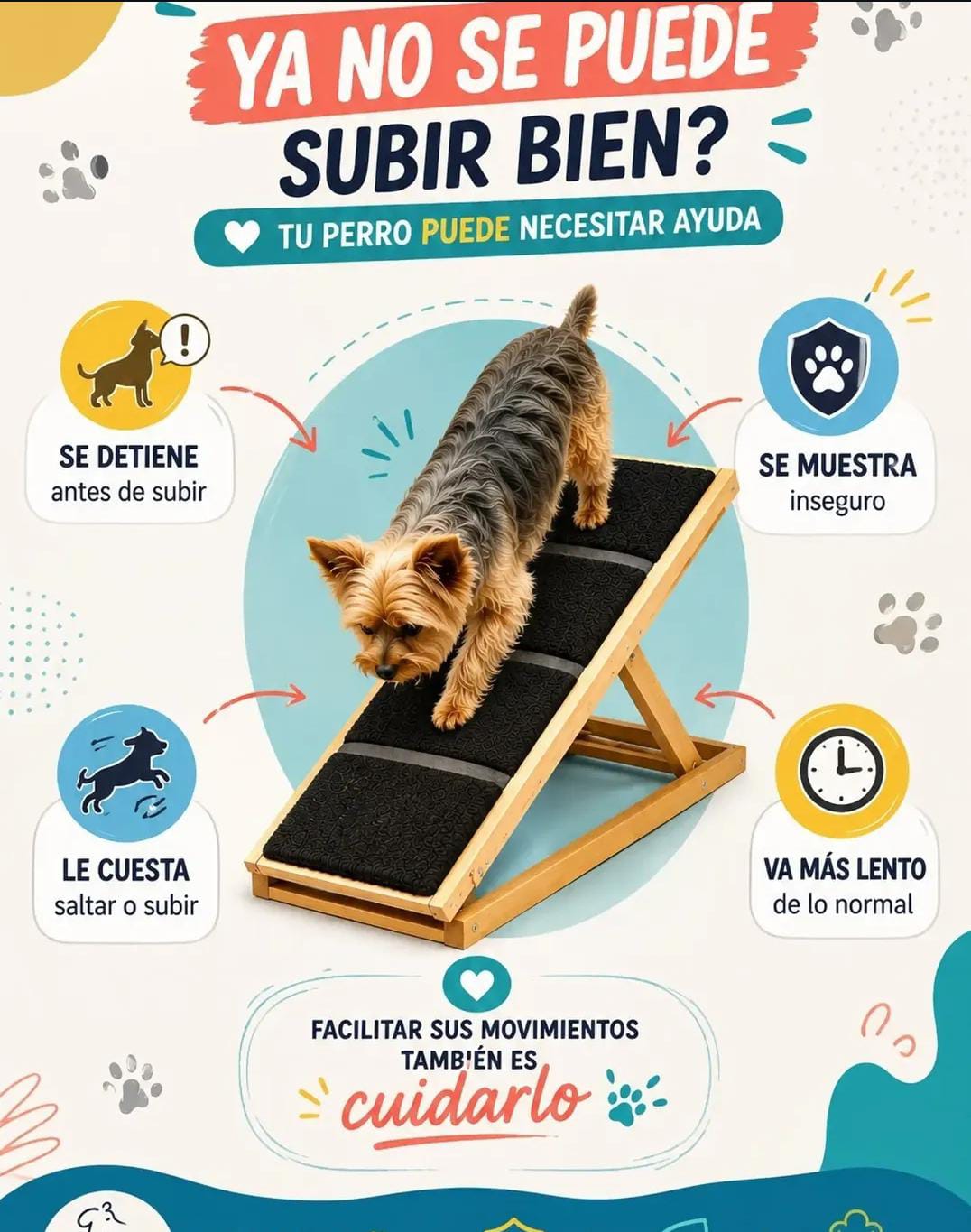 Yorkshire terrier bajando por una rampa Enmadera hacia el piso